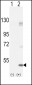 FGFR1 Antibody (Y154)
